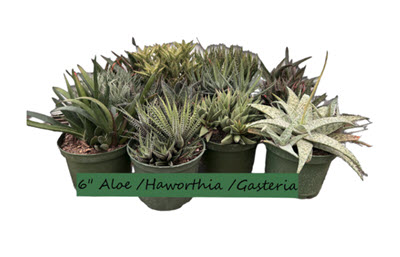 6" Aloe/Gasteria/Haworthia Assortment